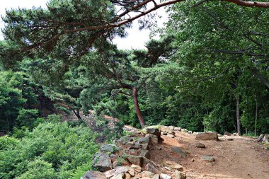Kore 'yi düşmanlardan korumak için şok asit gibidir.