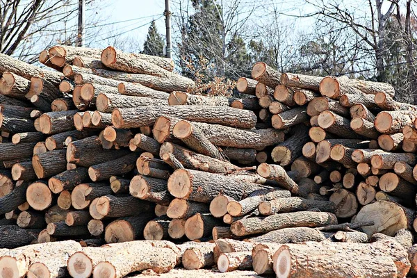 Korean Firewood Oak Tree Royalty Free Stock Images
