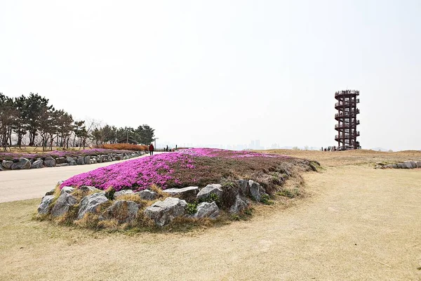 Parque Ecológico Húmido Coréia — Fotografia de Stock