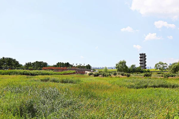 Parque Ecológico Wetalnd Corea —  Fotos de Stock