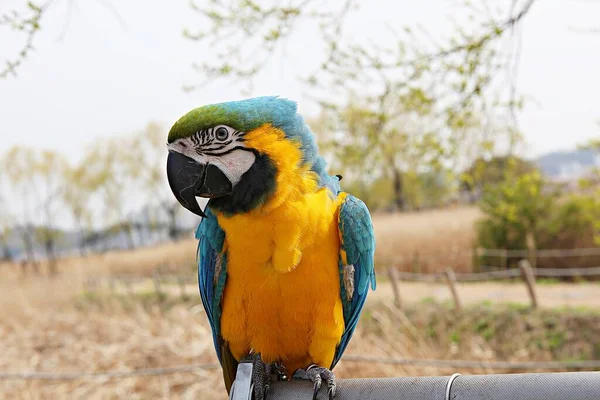 Parkausflug Für Mitglieder Des Koreanischen Papageienclubs — Stockfoto