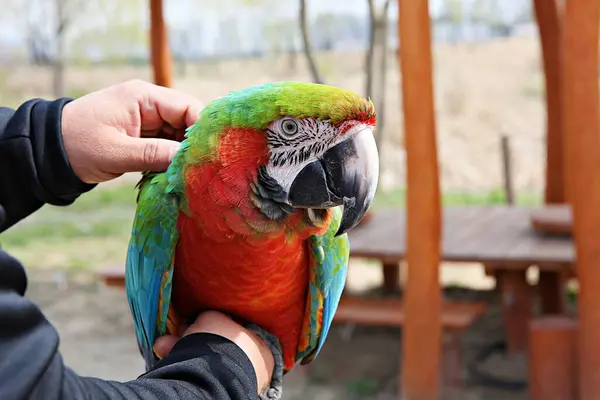 Sortie Parc Pour Les Membres Club Coréen Des Perroquets — Photo