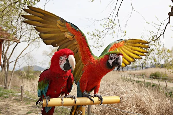 Passeio Parque Para Membros Clube Papagaio Coreano — Fotografia de Stock