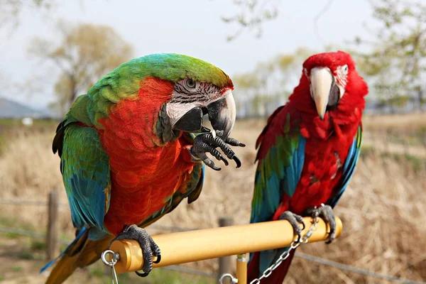 Sortie Parc Pour Les Membres Club Coréen Des Perroquets — Photo