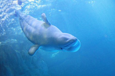 Bu Kore akvaryumunda yaşayan bir yunus..