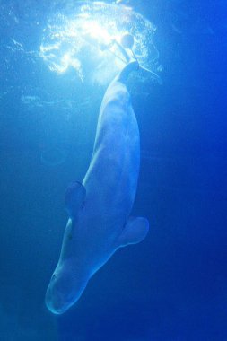 Bu Kore akvaryumunda yaşayan bir yunus..