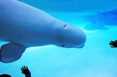Bu Kore akvaryumunda yaşayan bir yunus..