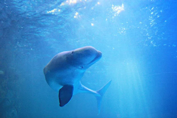 Dolphin Living Korea Aquarium — Stock Photo, Image