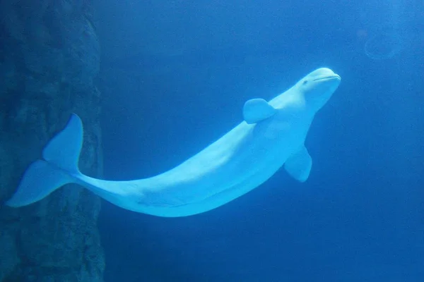 Delfín Žijící Korejském Akváriu — Stock fotografie