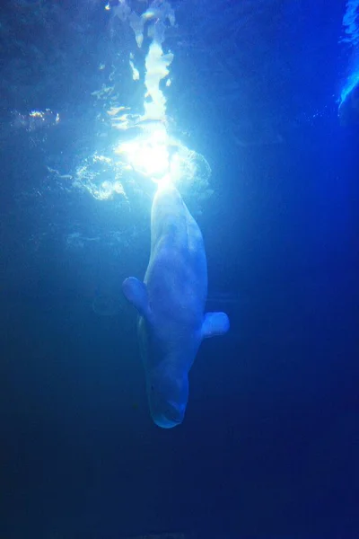 Dolphin Living Korea Aquarium — Stock Photo, Image