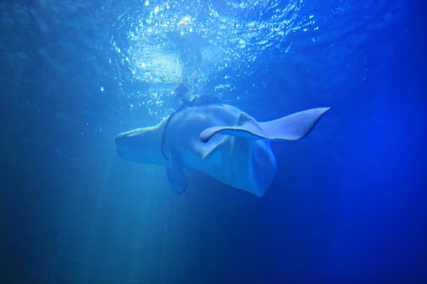 Este Delfín Que Vive Acuario Corea —  Fotos de Stock