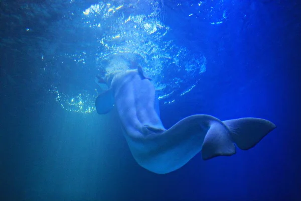 Detta Delfin Som Bor Korea Akvarium — Stockfoto