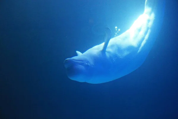 Jest Delfin Żyjący Koreańskim Akwarium — Zdjęcie stockowe