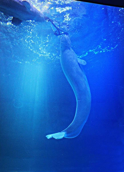 Dolphin Living Korea Aquarium — Stock Photo, Image