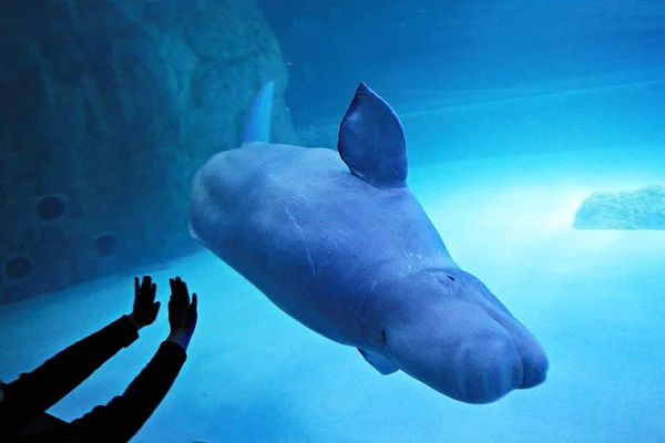 Dolphin Living Korea Aquarium — Stock Photo, Image