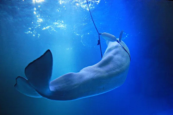 Egy Korea Akváriumban Élő Delfin — Stock Fotó