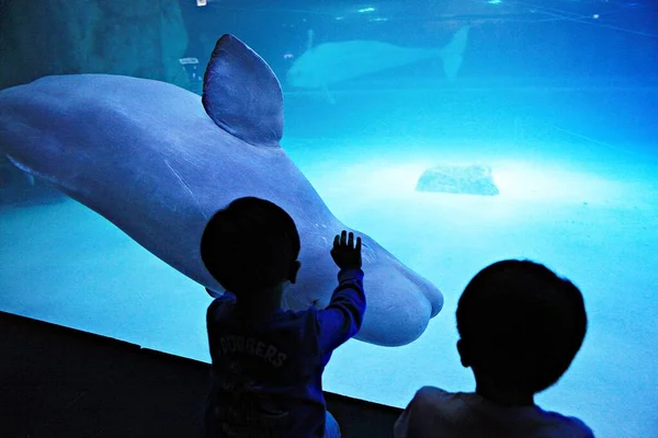 Dolphin Living Korea Aquarium — Stock Photo, Image