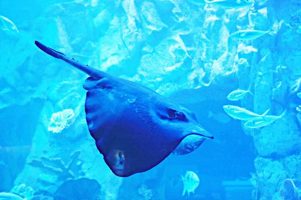 Korean Aquarium — Stock Photo, Image