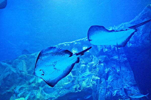 Korean Aquarium — Stock Photo, Image