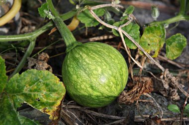 Kore 'de yetişen bir balkabağı..