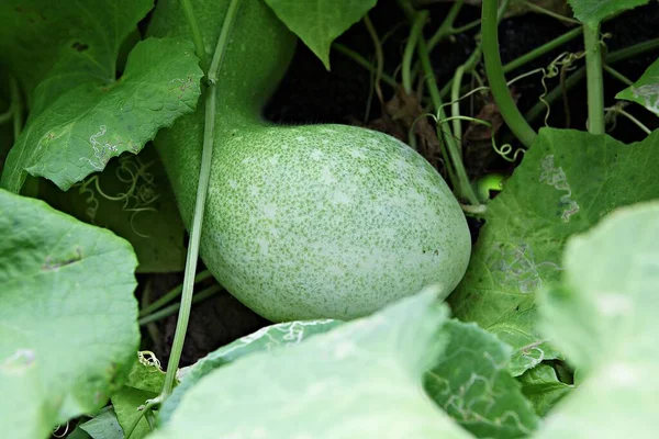 Pumpkin Grown Korea — Stock Photo, Image