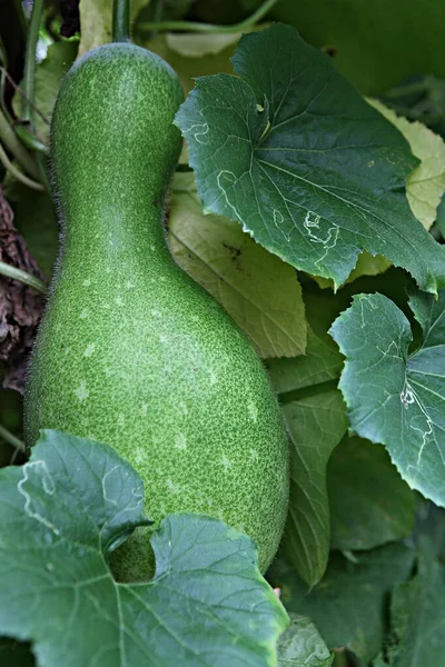 Pumpkin Grown Korea — Stock Photo, Image