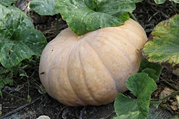 Pumpkin Grown Korea — Stock Photo, Image