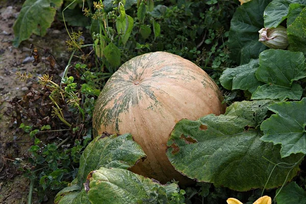 Pumpkin Grown Korea — Stock Photo, Image