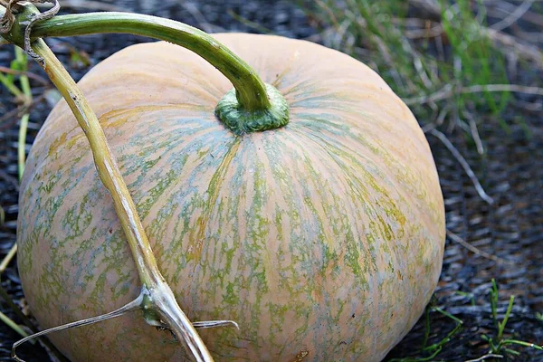 Pumpkin Grown Korea — Stock Photo, Image
