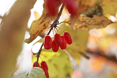 Kore 'nin tıbbi meyveleri toplandı