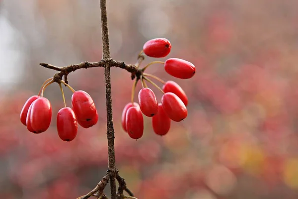 Fruta Medicinal Coreana Foi Colhida — Fotografia de Stock