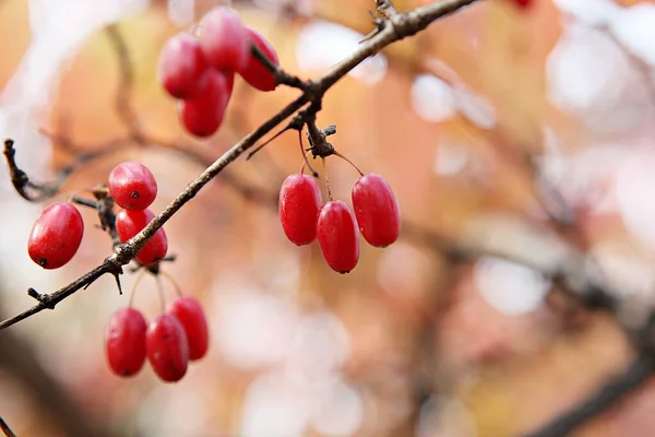 Fruta Medicinal Coreana Foi Colhida — Fotografia de Stock