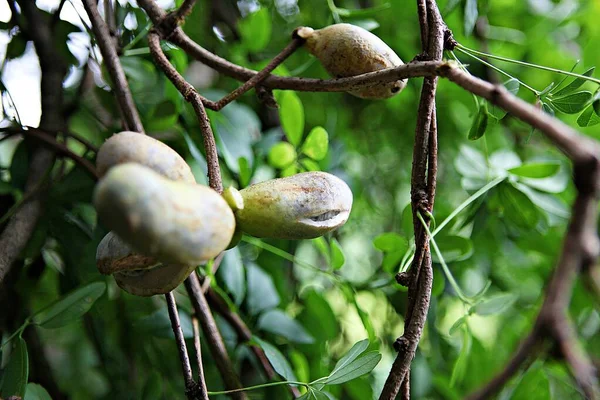 Fruto Que Cresce Naturalmente Coréia — Fotografia de Stock