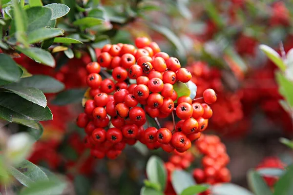 Park Red Fruit Bird Feed — Stock Photo, Image