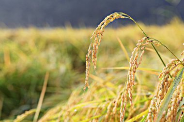 Kore 'de pirinç yetiştiriciliği hasat mevsimine yaklaşıyor.
