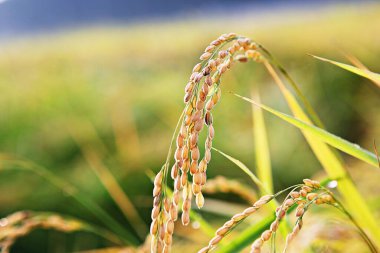Kore 'de pirinç yetiştiriciliği hasat mevsimine yaklaşıyor.