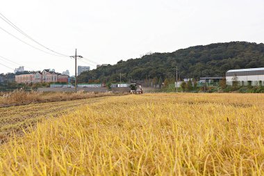 Kore 'de pirinç yetiştiriciliği hasat mevsimine yaklaşıyor.