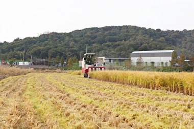 Kore 'de pirinç yetiştiriciliği hasat mevsimine yaklaşıyor.