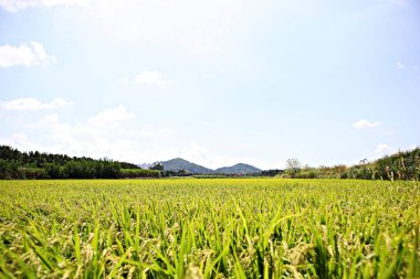 Kore 'de pirinç yetiştiriciliği hasat mevsimine yaklaşıyor.