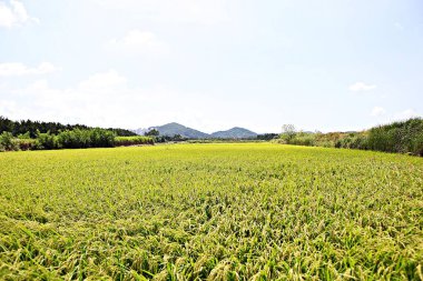Kore 'de pirinç yetiştiriciliği hasat mevsimine yaklaşıyor.