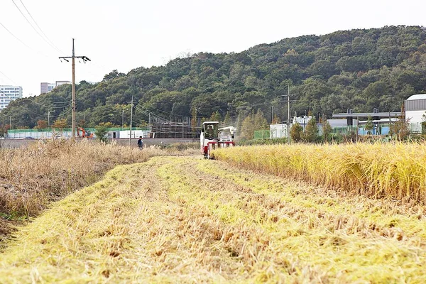 Rýžoviště Korei Blíží Období Sklizně — Stock fotografie