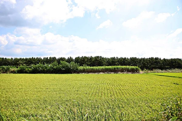 Rice Farming Korea Approaching Harvest Season — Stock Photo, Image