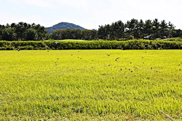 韓国の稲作が収穫期に近づいています — ストック写真