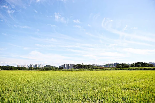 Rice Farming Korea Approaching Harvest Season Stock Picture