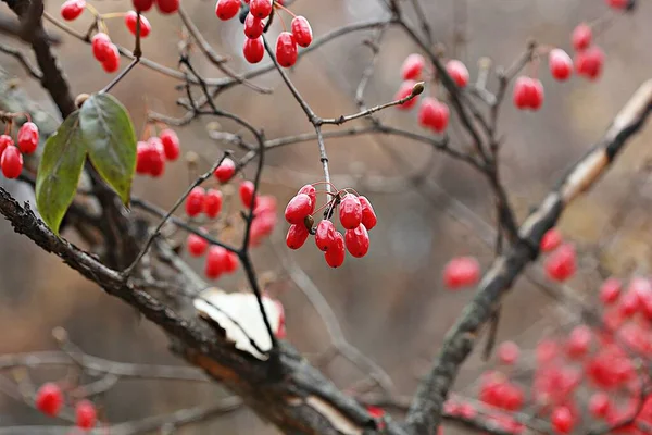 Esta Uma Fruta Sobre Colheita Outono — Fotografia de Stock