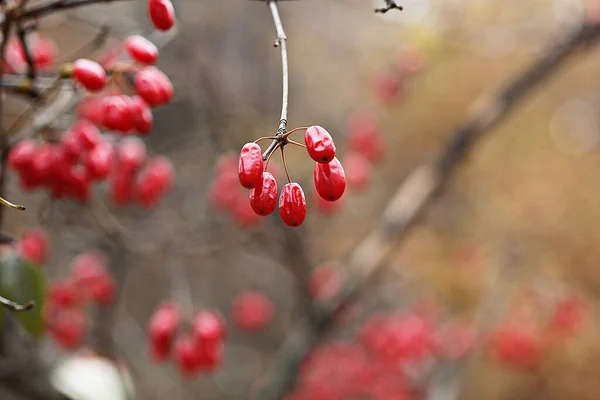 Esta Uma Fruta Sobre Colheita Outono — Fotografia de Stock