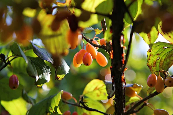 Egy Gyümölcs Őszi Szüretről — Stock Fotó