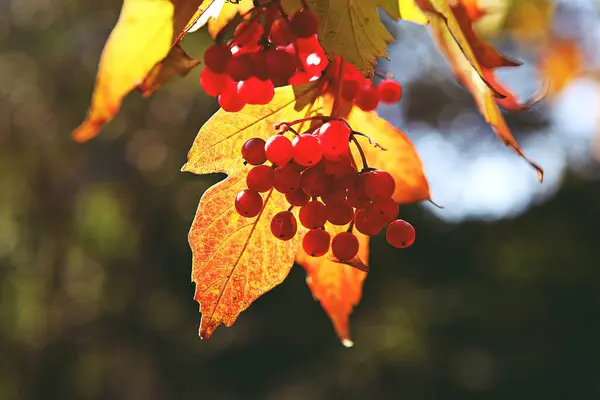 Esta Uma Fruta Sobre Colheita Outono — Fotografia de Stock