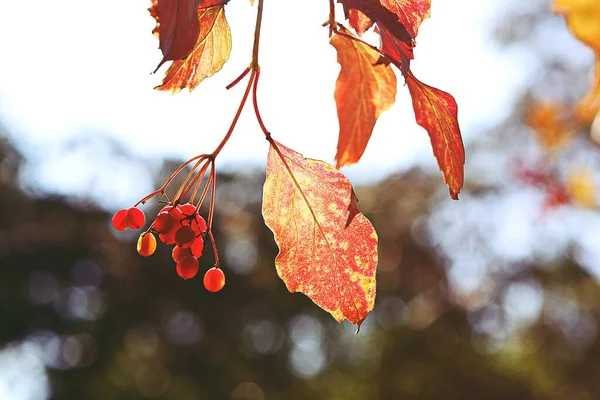 Fruit Fall Harvest — Stock Photo, Image