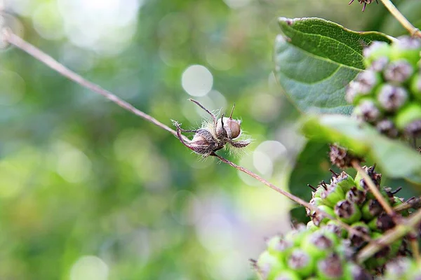 Esta Semente Trompete Planta Coreana — Fotografia de Stock